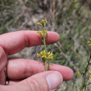 Pimelea curviflora var. sericea at QPRC LGA - 8 Nov 2023