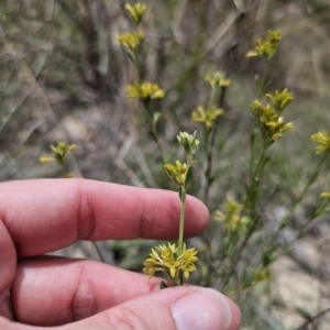 Pimelea curviflora var. sericea at QPRC LGA - 8 Nov 2023