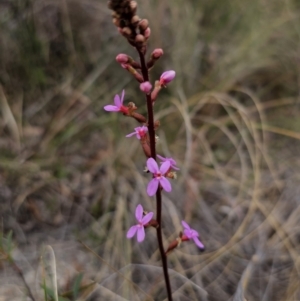 Stylidium graminifolium at QPRC LGA - 8 Nov 2023