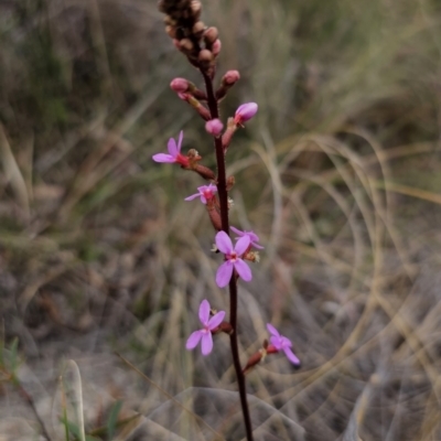 Stylidium graminifolium (grass triggerplant) at QPRC LGA - 8 Nov 2023 by Csteele4