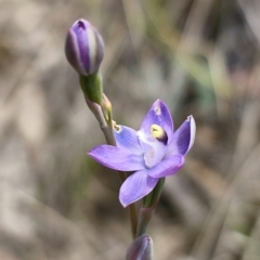 Thelymitra sp. (pauciflora complex) (Sun Orchid) at Captains Flat, NSW - 8 Nov 2023 by Csteele4