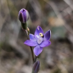 Thelymitra sp. (pauciflora complex) at QPRC LGA - 8 Nov 2023