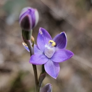 Thelymitra sp. (pauciflora complex) at QPRC LGA - 8 Nov 2023