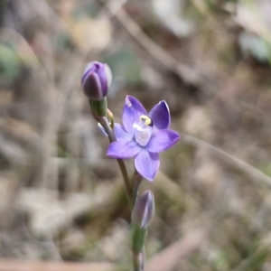 Thelymitra sp. (pauciflora complex) at QPRC LGA - 8 Nov 2023