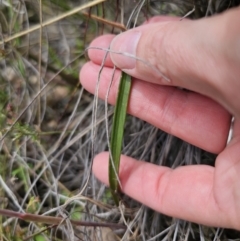 Thelymitra sp. (pauciflora complex) at QPRC LGA - 8 Nov 2023