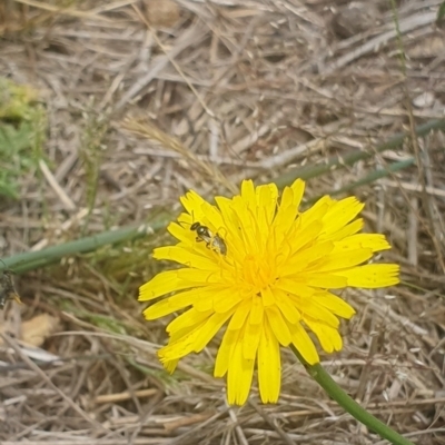 Lasioglossum sp. (genus) (Furrow Bee) at Jerrabomberra Grassland - 8 Nov 2023 by ChrisBenwah