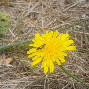 Lasioglossum sp. (genus) at Jerrabomberra East Offset (JE_4) - 8 Nov 2023