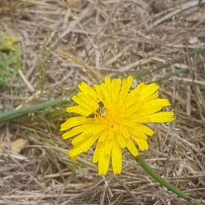 Lasioglossum sp. (genus) at Jerrabomberra East Offset (JE_4) - 8 Nov 2023