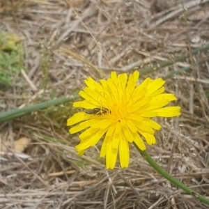 Lasioglossum sp. (genus) at Jerrabomberra East Offset (JE_4) - 8 Nov 2023