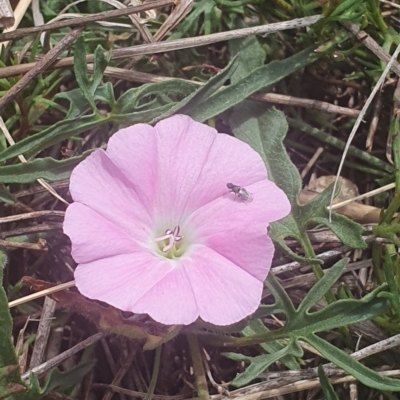 Diptera (order) (Fly - Unidentified) at Jerrabomberra Grassland - 8 Nov 2023 by ChrisBenwah