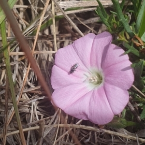 Diptera (order) at Jerrabomberra East Offset (JE_4) - 8 Nov 2023