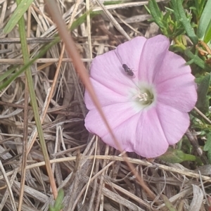 Diptera (order) at Jerrabomberra East Offset (JE_4) - 8 Nov 2023