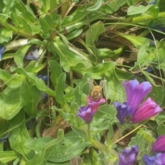 Apis mellifera (European honey bee) at Jerrabomberra Grassland - 8 Nov 2023 by ChrisBenwah