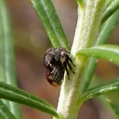 Terentius convexus (Hornless treehopper) at Aranda Bushland - 7 Nov 2023 by CathB