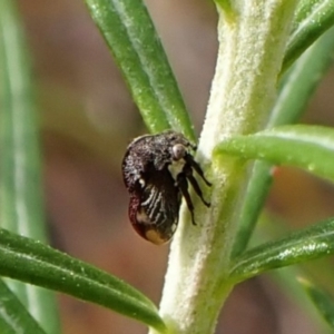 Terentius convexus at Aranda Bushland - 8 Nov 2023 10:25 AM