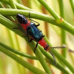 Melyridae (family) (Soft-winged flower beetle) at Mount Painter - 8 Nov 2023 by CathB