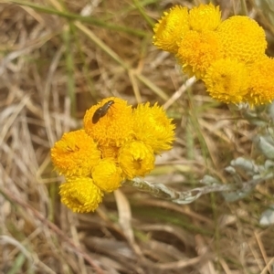 Dasytinae (subfamily) at Jerrabomberra East Offset (JE_4) - 8 Nov 2023