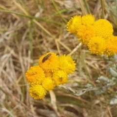 Dasytinae (subfamily) at Jerrabomberra East Offset (JE_4) - 8 Nov 2023