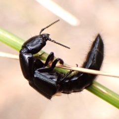 Staphylinidae (family) (Rove beetle) at Aranda, ACT - 7 Nov 2023 by CathB