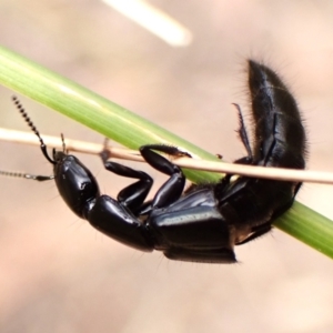 Staphylinidae (family) at Aranda Bushland - 8 Nov 2023 10:05 AM