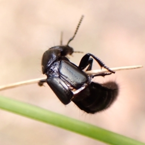 Staphylinidae (family) at Aranda Bushland - 8 Nov 2023