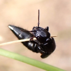 Staphylinidae (family) at Aranda Bushland - 8 Nov 2023