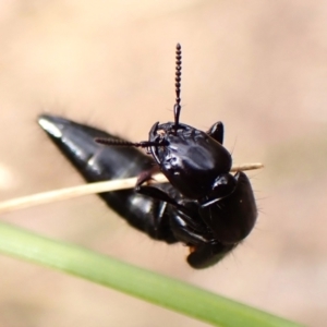 Staphylinidae (family) at Aranda Bushland - 8 Nov 2023 10:05 AM