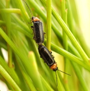 Heteromastix sp. (genus) at Mount Painter - 4 Nov 2023