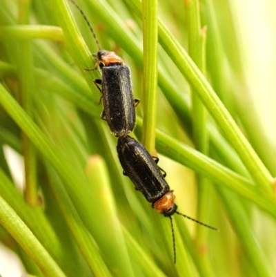 Heteromastix sp. (genus) (Soldier beetle) at Mount Painter - 4 Nov 2023 by CathB