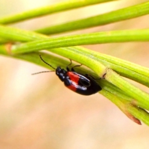 Monolepta minima at Mount Painter - 4 Nov 2023