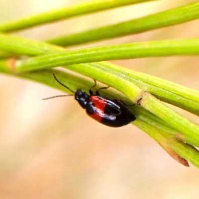 Monolepta minima (Leaf beetle) at Mount Painter - 4 Nov 2023 by CathB