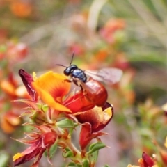 Exoneura sp. (genus) (A reed bee) at Aranda Bushland - 6 Nov 2023 by CathB