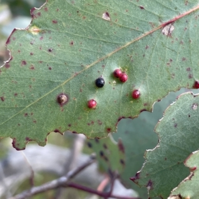 Eucalyptus insect gall at Bruce Ridge to Gossan Hill - 8 Nov 2023 by JVR