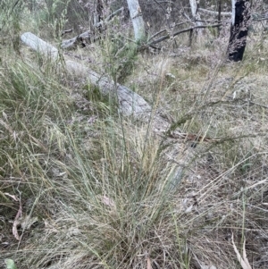 Poa sieberiana var. sieberiana at Flea Bog Flat, Bruce - 8 Nov 2023