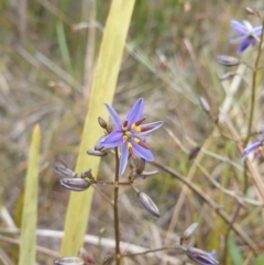 Dianella brevicaulis at Huntingfield, TAS - 3 Nov 2023 by Detritivore