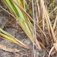 Dianella revoluta at Huntingfield, TAS - 3 Nov 2023 12:02 PM