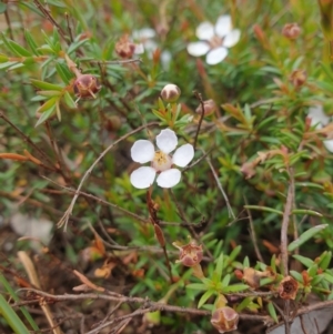 Euryomyrtus ramosissima at Blackmans Bay, TAS - 3 Nov 2023 11:42 AM
