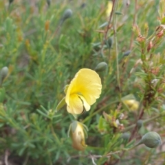 Gompholobium huegelii (pale wedge–pea) at Huntingfield, TAS - 3 Nov 2023 by Detritivore