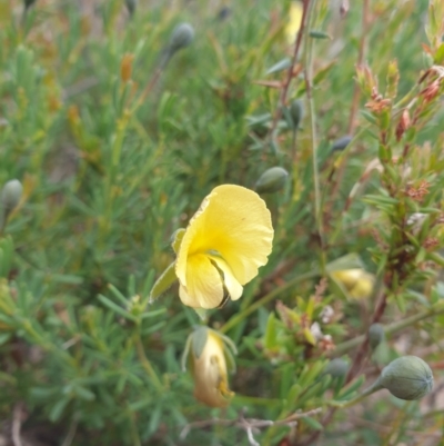 Gompholobium huegelii (Pale Wedge Pea) at Huntingfield, TAS - 3 Nov 2023 by Detritivore