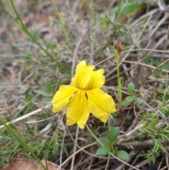 Goodenia lanata at Huntingfield, TAS - 3 Nov 2023 by Detritivore