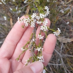 Leucopogon virgatus at Huntingfield, TAS - 3 Nov 2023 12:20 PM