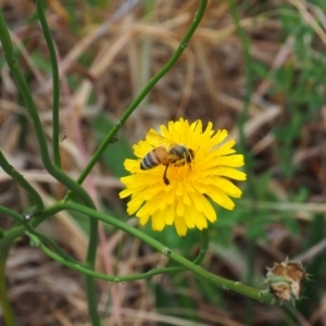 Apis mellifera at Griffith Woodland (GRW) - 5 Nov 2023 02:04 PM