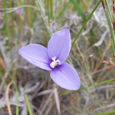 Patersonia fragilis (Short Purple Flag) at Huntingfield, TAS - 3 Nov 2023 by Detritivore