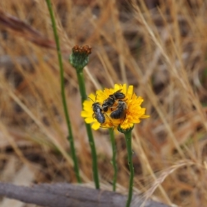 Lasioglossum (Chilalictus) lanarium at Griffith Woodland (GRW) - 5 Nov 2023