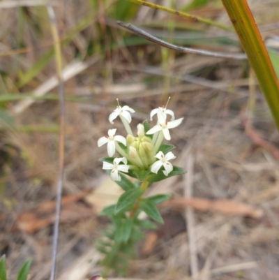 Pimelea linifolia (Slender Rice Flower) at Huntingfield, TAS - 3 Nov 2023 by Detritivore