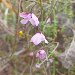 Tetratheca labillardierei (Glandular Pink-bells) at Huntingfield, TAS - 3 Nov 2023 by Detritivore