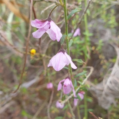 Tetratheca labillardierei (Glandular Pink-bells) at Huntingfield, TAS - 3 Nov 2023 by Detritivore
