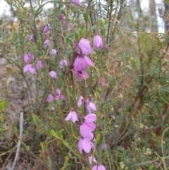 Tetratheca labillardierei at suppressed - 3 Nov 2023 11:45 AM