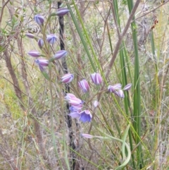 Thelymitra ixioides (Dotted Sun Orchid) at Huntingfield, TAS - 3 Nov 2023 by Detritivore