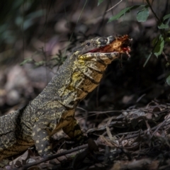 Varanus varius (Lace Monitor) at Lamington National Park - 5 Sep 2023 by trevsci